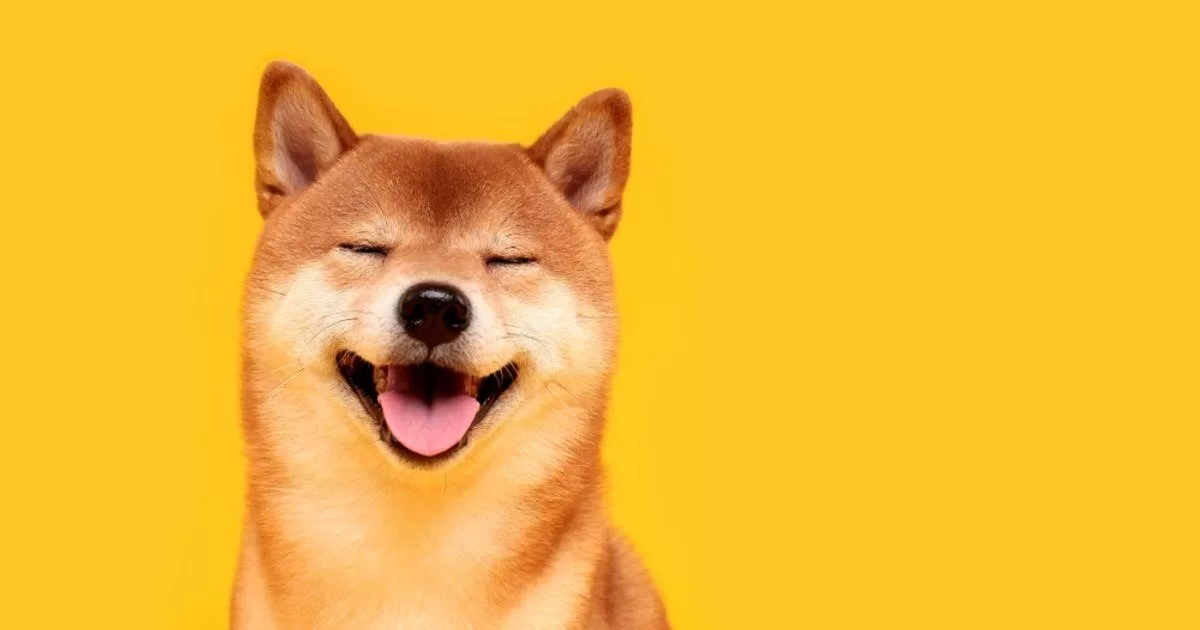 ارز دیجیتال شیبا چیست؟ معرفی کامل شیبا اینو SHIBA INU